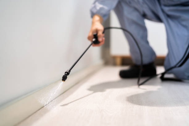 Licensed Termite Control service in Jenkins, KY - Nex Pest Control